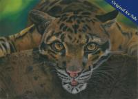 Pastel Pencil Drawing of the beautiful and enigmatic Clouded Leopard. PRINTS AVAILABLE.